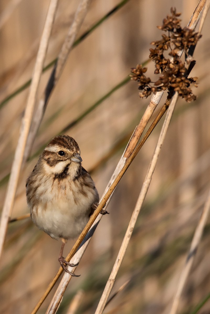 Migliarino ?  S, Migliarino di palude (Emberiza schoeniclus)